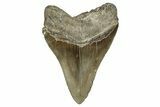 Serrated, Fossil Megalodon Tooth - North Carolina #344048-2